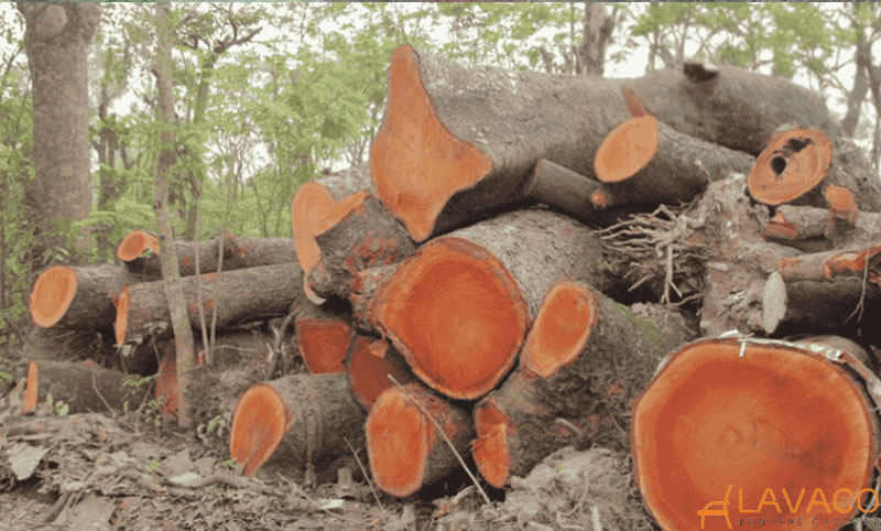 ban-ghe-go-xa-cu-co-tot-khong-1