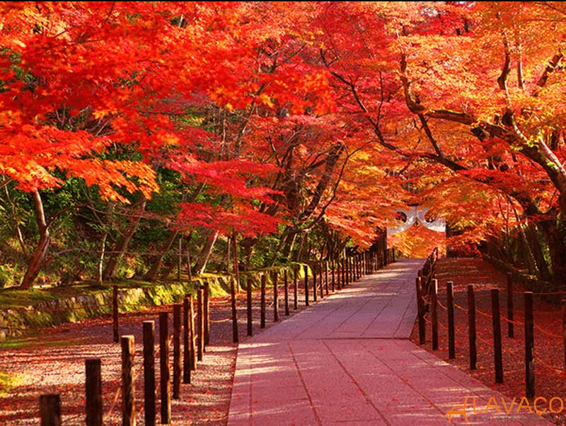 10+ mẫu tranh phòng khách cho người mệnh hỏa