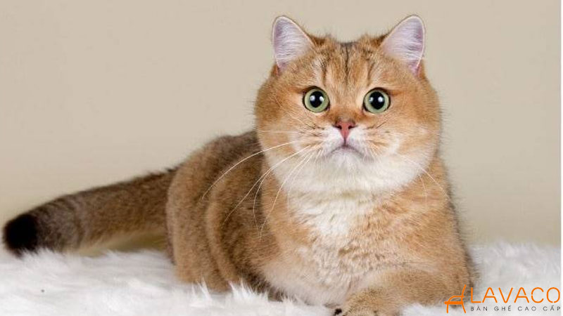 Con vật hợp mệnh thổ và linh vật phong thủy mang may mắn