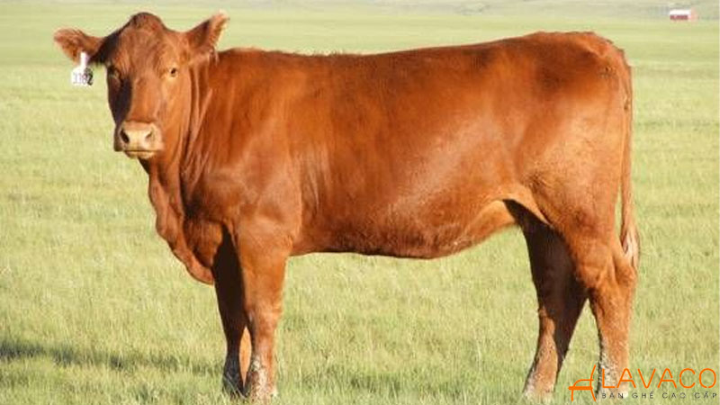 Con vật hợp mệnh thổ và linh vật phong thủy mang may mắn
