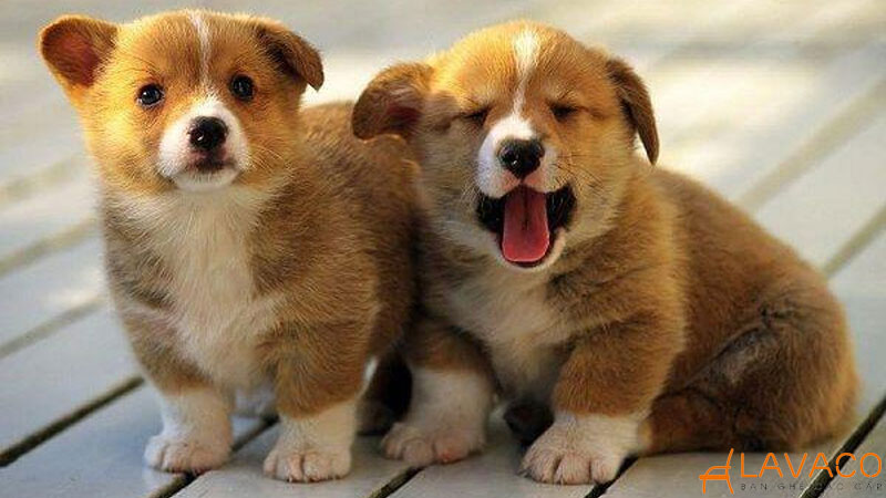 Con vật hợp mệnh thổ và linh vật phong thủy mang may mắn