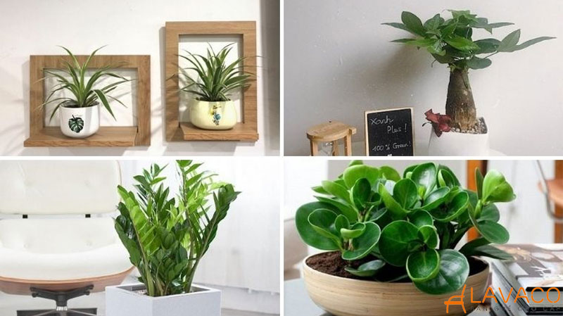 Cây xanh để bàn làm việc.