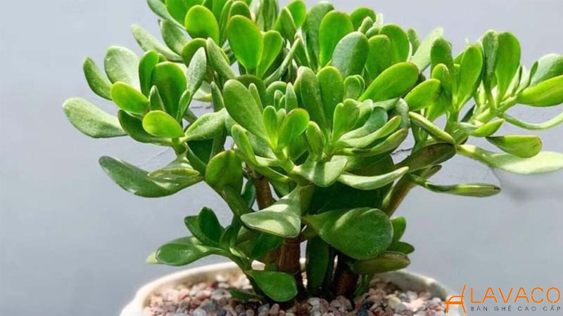 Cây Ngọc Bích (Cây Pơ-lu) để bàn làm việc.