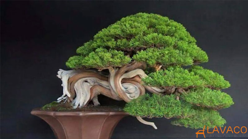 Mệnh mộc hợp cây gì để bàn làm việc? 22 loại cây hợp mệnh 2026