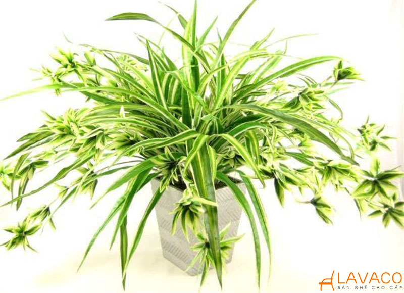 Cây Nhện (Cây Dây Nhện) để bàn làm việc.