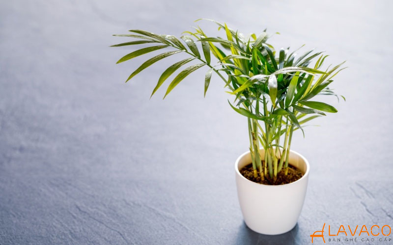 Cây Cau Tiểu Trâm để bàn làm việc.