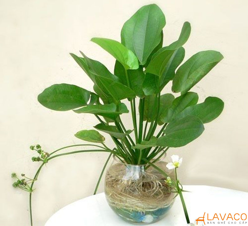 Cây Bách Thủy Tiên để bàn làm việc.