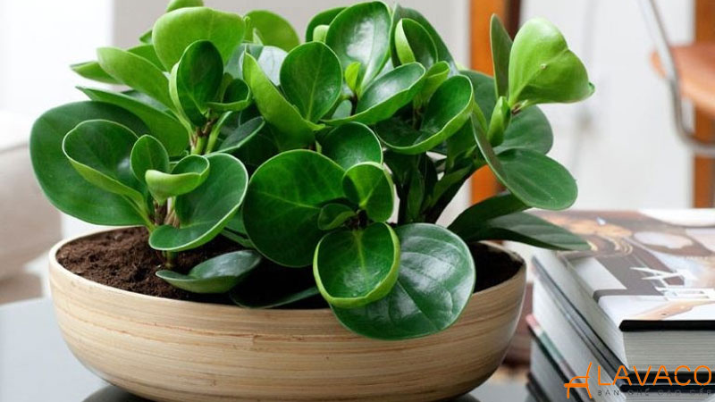 Mệnh mộc hợp cây gì để bàn làm việc? 22 loại cây hợp mệnh 2026