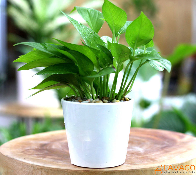 Cây Trầu Bà Xanh để bàn làm việc