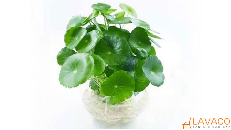 Cây Cỏ Đồng Tiền để bàn làm việc