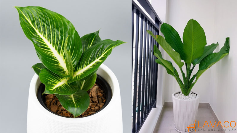 Cây Đại Phú Gia để bàn làm việc.