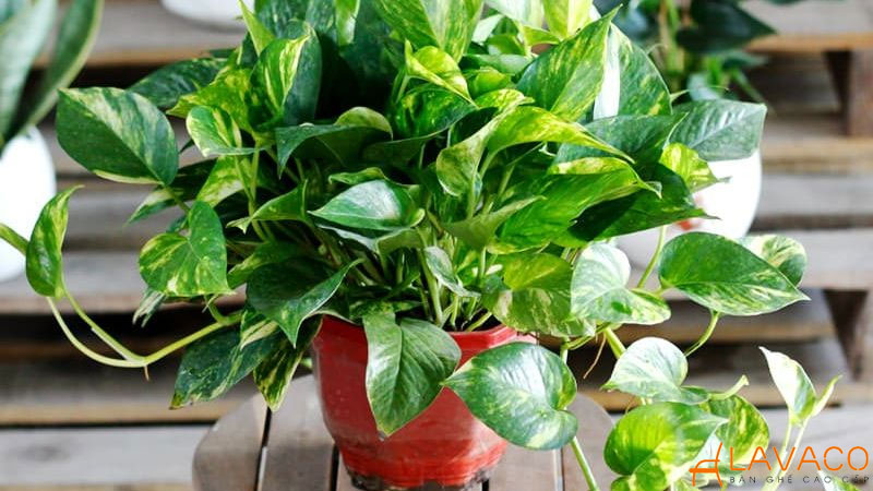 Cây Vạn Niên Thanh để bàn làm việc.