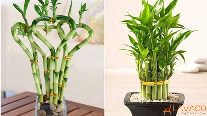 Mệnh mộc hợp cây gì để bàn làm việc? 22 loại cây hợp mệnh 2026