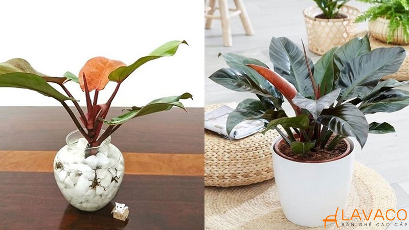 Mệnh thổ để gì trên bàn làm việc để gặp may mắn?