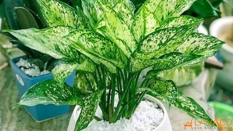 Mệnh thủy hợp cây gì để bàn làm việc? 12 loại cây thu hút tài lộc 2026