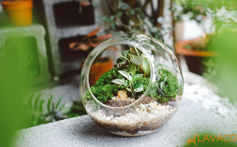 Chậu cây Terrarium – Hệ sinh thái thu nhỏ
