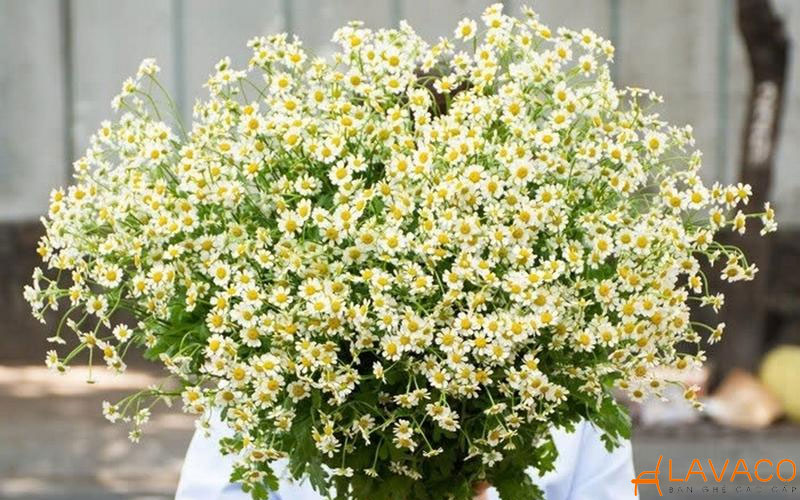 Hoa Cúc Tiểu Đồng