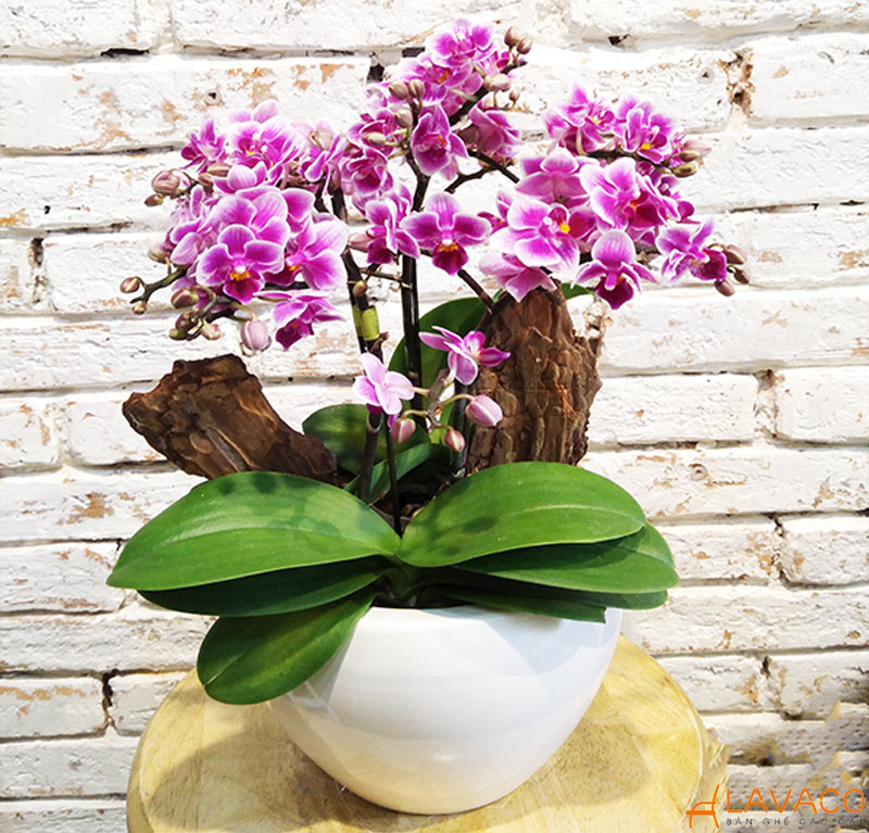 Hoa Lan Hồ Điệp Mini
