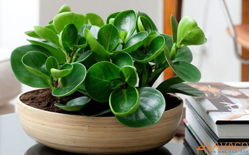 Cây Trường Sinh