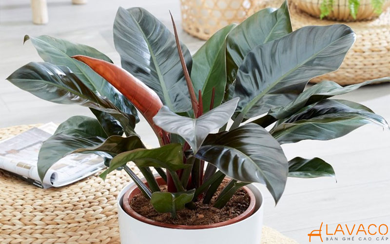 Cây Trầu Bà Đế Vương Đỏ