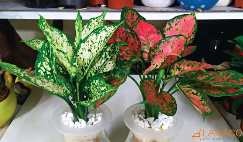 Cây Vạn Lộc