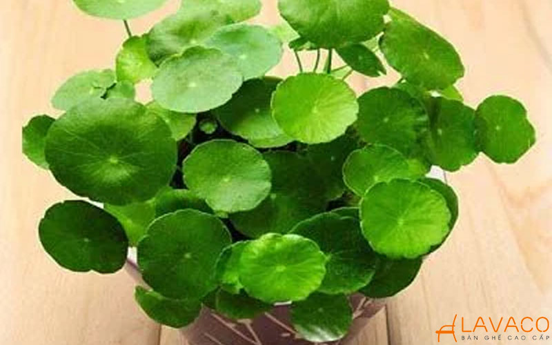 Cây Cỏ Đồng Tiền