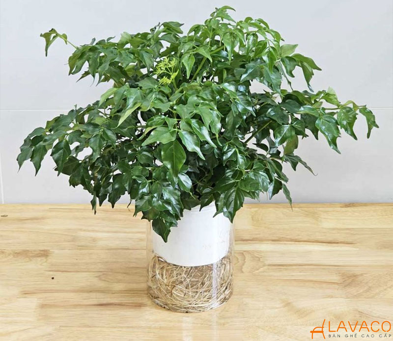 Cây Hạnh Phúc