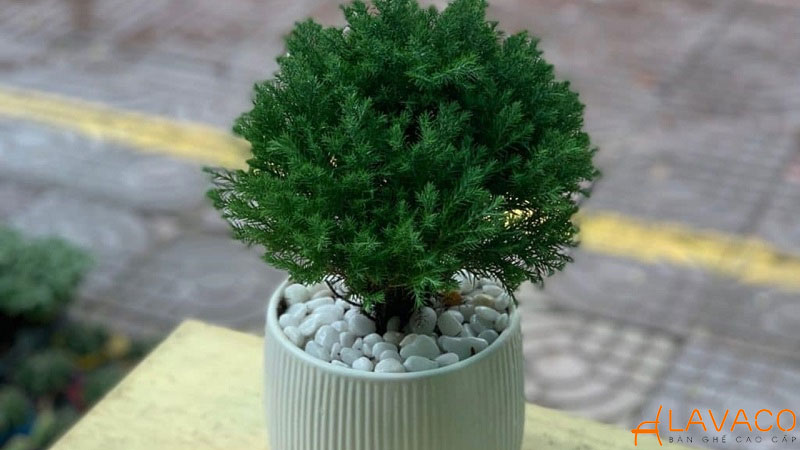 Cây Tùng Bồng Lai