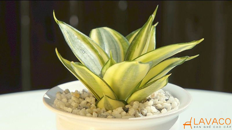 Cây Lưỡi Hổ Viền Vàng