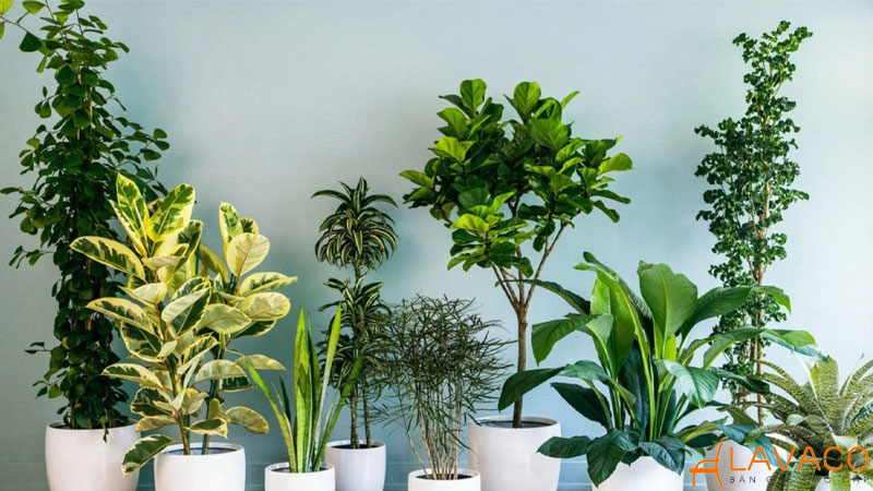 Các loại cây cảnh hợp phong thủy mệnh Kim