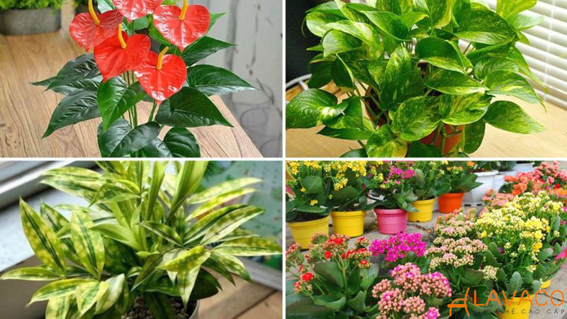 Cây cảnh để bàn hợp mệnh