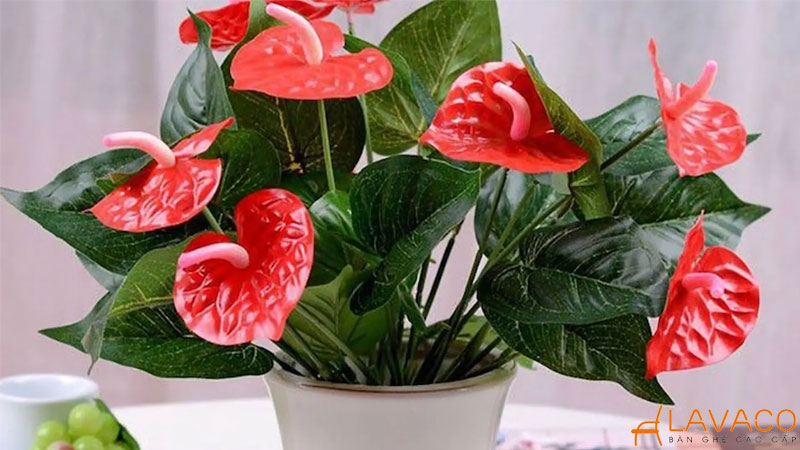 Cây hồng môn